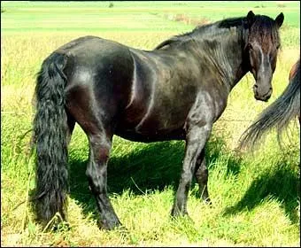 De quelle(s) couleur(s) est la robe du Mérens ?