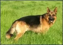 Quelle est la race ?