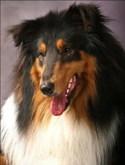 Quelle est la race ?