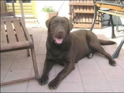 Quelle est la race ?