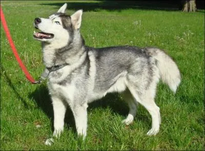 Quelle est la race ?