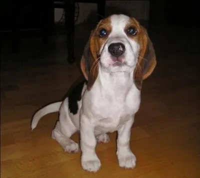 Quelle est cette race ?