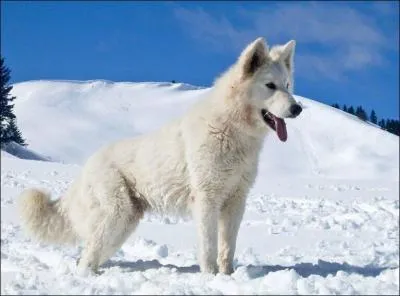 Quelle est la race ?