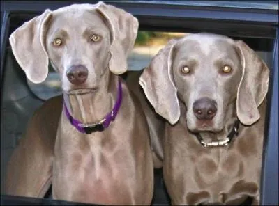 Quelle est la race ?