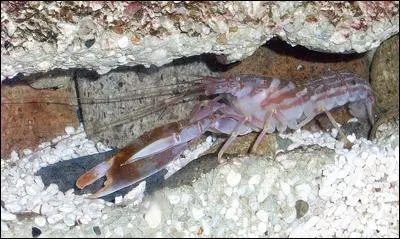 Comment surnomme-t-on la crevette pistolet ?