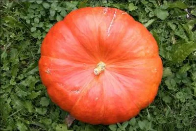 On confond souvent ce légume avec la citrouille, mais c'est en fait...