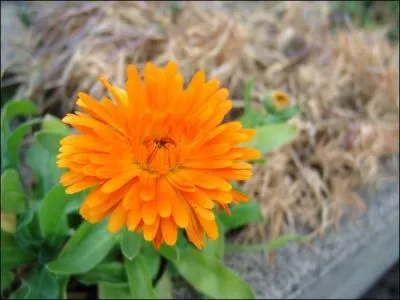 Cette fleur est magnifique ! C'est une rose orange.