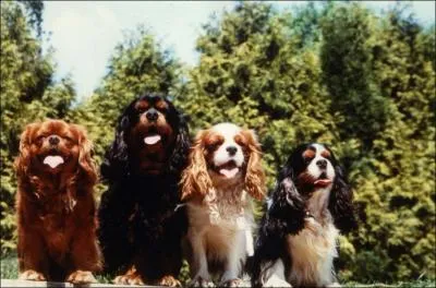 Quelle est la couleur la plus rare ?