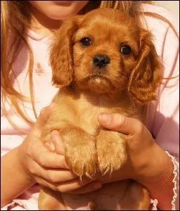 De nature, le Cavalier King Charles est :