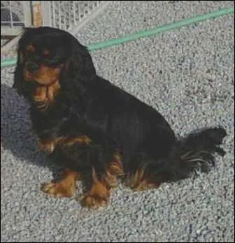 Le Cavalier King Charles est un :