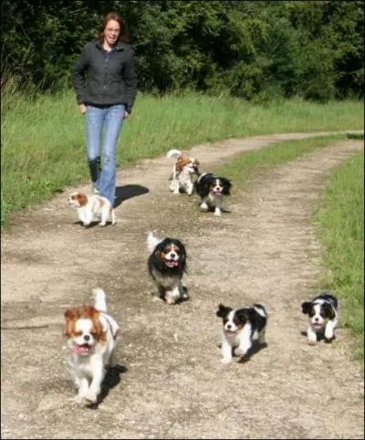 Le Cavalier King Charles ...