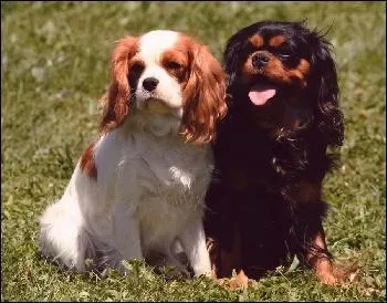 Avec les autres chiens, le Cavalier King Charles :