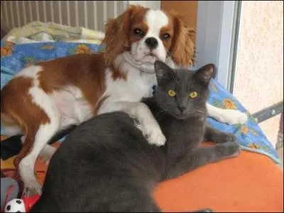 Comment se comporte le Cavalier King Charles avec les autres animaux en gnral ?