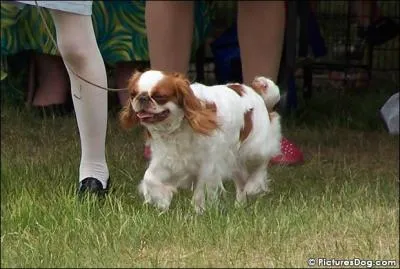 Le cousin le plus proche du Cavalier King Charles est :