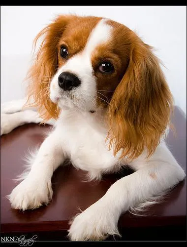 La couleur marron et blanc est appele :