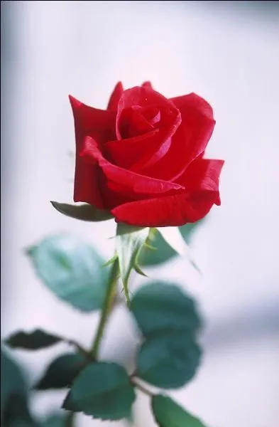 La rose rouge est le symbole...