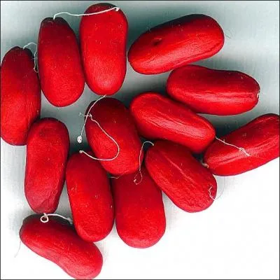 Ce sont des semences de...