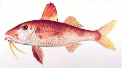 Quel est ce poisson ?