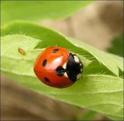Cette coccinelle est une coccinelle à...
