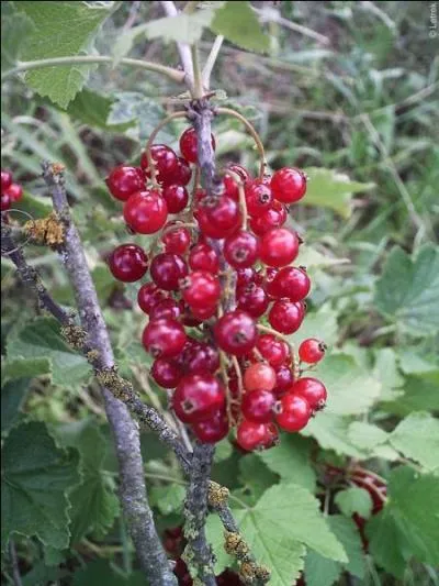 Ces petits fruits sont des...