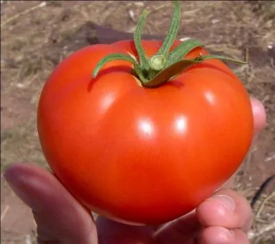 La tomate est-elle un légume ?