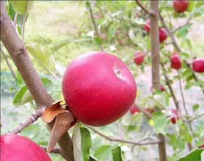 En anglais, apple signifie pomme.