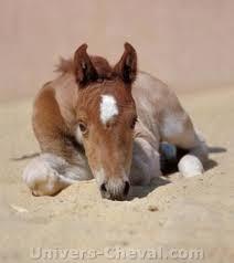 Quiz Equitation