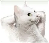 De quelle signature, ce chat est-il le symbole ?