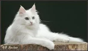 Ce chat est de race :