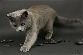 Ce chat est de race :