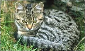 Ce chat est de race :