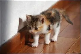 Ce chat a une robe :