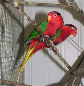 Quelle famille de perroquets se nourrit de nectar ?