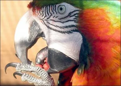 Quel sens est le moins développé chez les perroquets ?