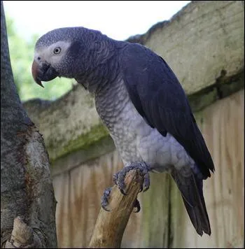 Combien de sous-espèces de gris d'Afrique existe-t-il ?