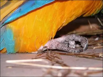 Les pattes des perroquets disposent de deux doigts à l'avant et deux à l'arrière, comment s'appellent-ils ?