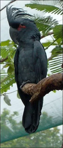 Combien mesure le plus petit cacatoès (sans compter la calopsitte) ?
