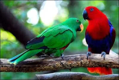 De quelles couleurs est la femelle eclectus ?