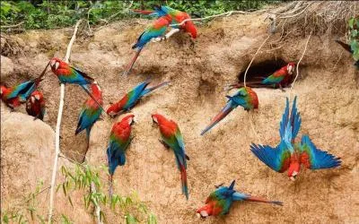 Combien existe-t-il d'espèces d'aras ?