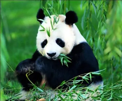 Quelle est l'espèce en voie de disparition ?