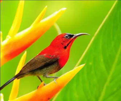 Pourquoi le héron lève-t-il une patte dans l'eau ?