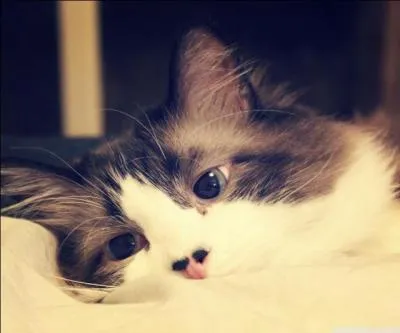 Combien de fois par jour donnes-tu à manger à ton chat ?