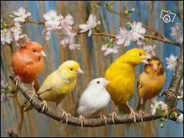 Quel est le plus connu des colorants alimentaires chez le canari ?