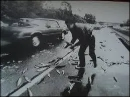 En quelle année des poissons sont-ils tombés du ciel au Brésil ?