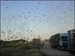 Qu'est-ce que la colombophilie ?