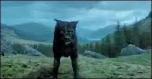 Citez-moi un Animagus déclaré et la forme qu'il/elle prend :