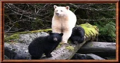 Une région très nature : parcourue par l'ours esprit !