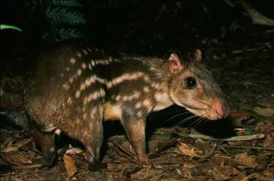Un pays : Land of the free, Belmopan !