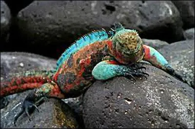 Un pays : iguane marin, Charles Darwin, Galapagos !
