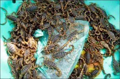 Une chanson qui ne manque pas de piquant !